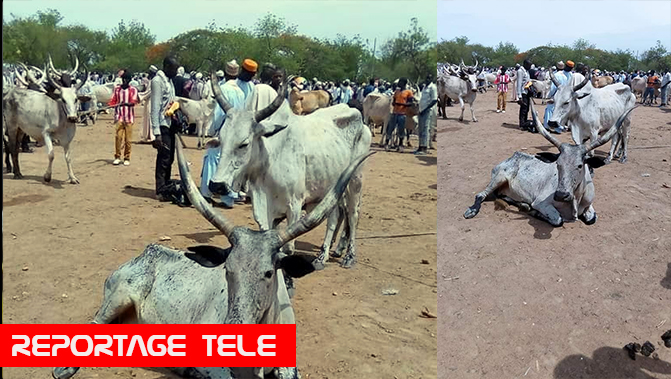 Ngaoundéré. Affaire éleveurs Mbororo  contre le maire, le procès s’enlise