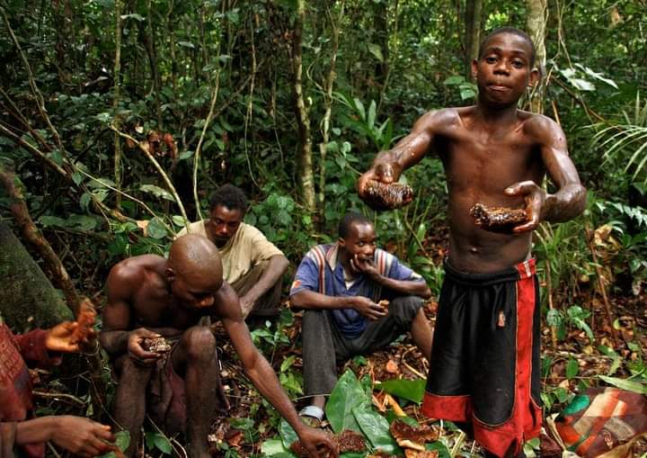 Région du Sud Cameroun les pygmées continuent d’être marginalisés .