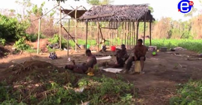 Kribi dans le Sud. Une agro industrie dévaste un campement pygmées
